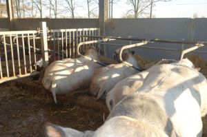 k-Piomonteser Tageszunahme 1.7kg Erls 4Euro7kg SG4.50Fr 